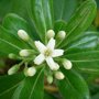Pittosporum tobira 'Nanum'